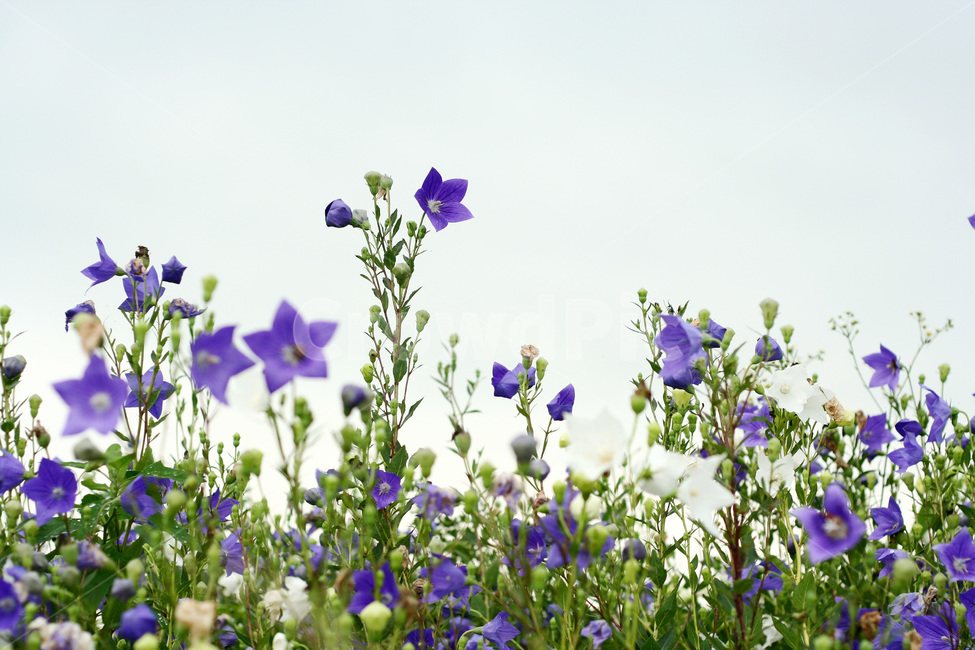 도라지꽃,도라지,약용식물,약초,나물,도라지밭,식물,자연,plants,nature,꽃,flower