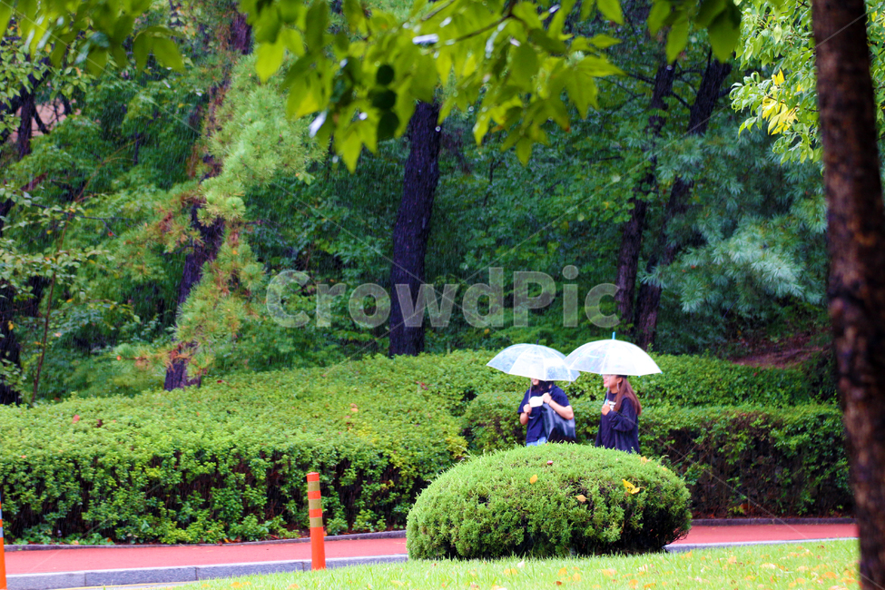 human,식물,인간,person,사람,plant,우산,캠퍼스,충남대,충남대학교,비,빗길,도로,행인