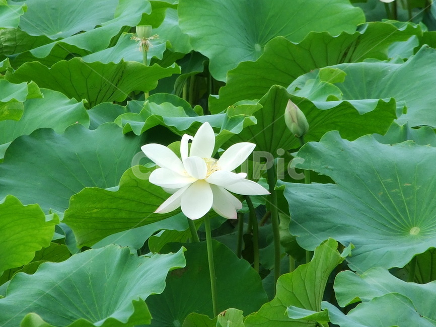 식물,꽃,꽃잎,수생식물,여름식물,식물,자연,plants,nature,꽃,flower
