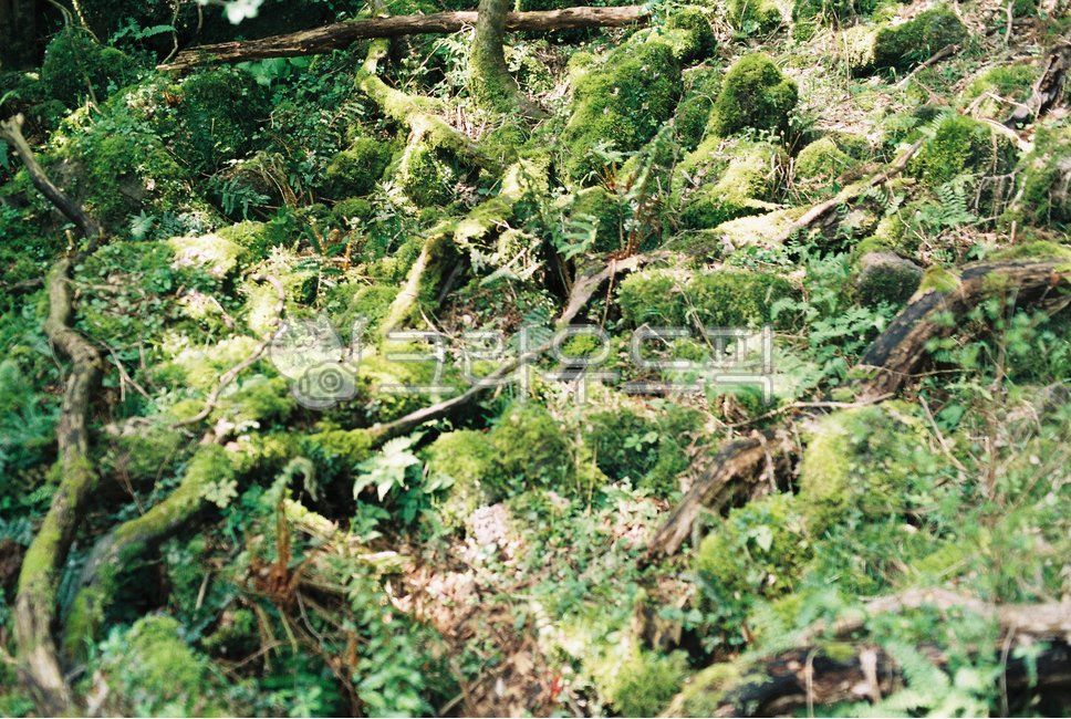 moss,Moss,plant,vegetation