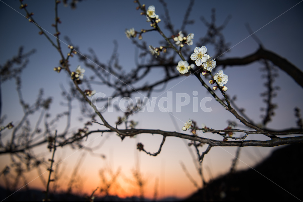 매화,일출,꽃,봄꽃,나무꽃,황홀,운해,하얀꽃,봄,계절,spring,season,식물,자연,plants,nature,꽃,flower,plant