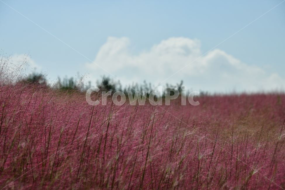 갈대,붉은갈대,핑크뮬리,가을,핑크,분홍,가을,계절,fall,autumn,season,식물,자연,plants,nature,grassland,목초지,field,들,outdoors,옥외,savanna,대초원
