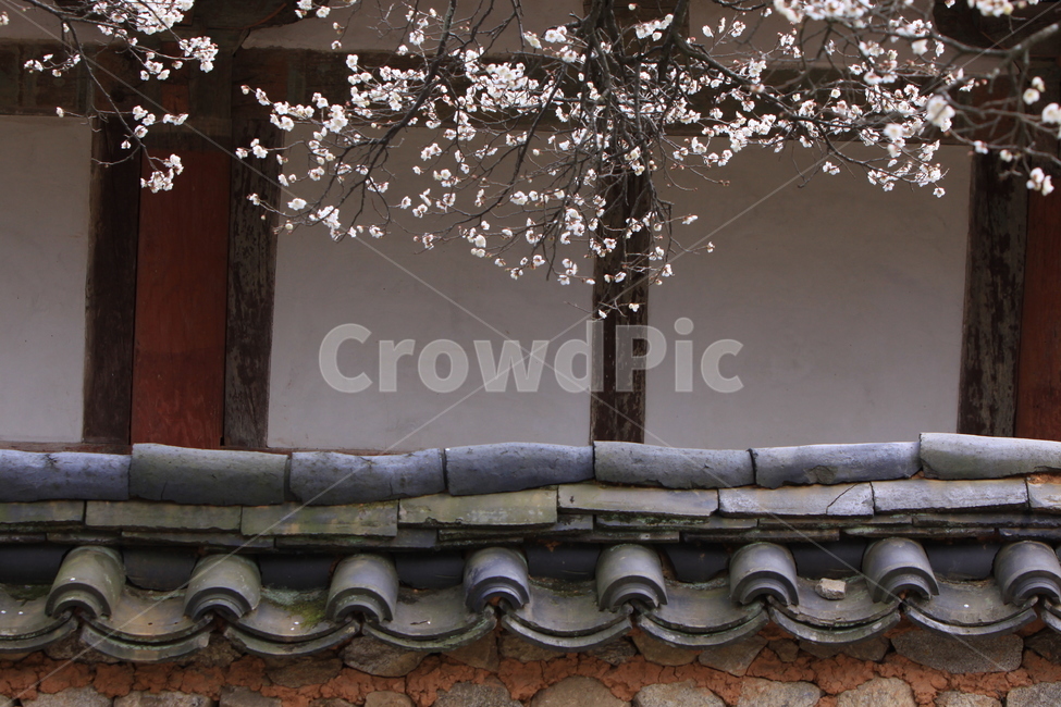 매화,선암매,고매,봄꽃,매화나무,한국전통,한국문화,korean traditional,korean culture,식물,자연,plants,nature,꽃,flower,건축물,건물외관,exterior,building,structure,architecture,construction