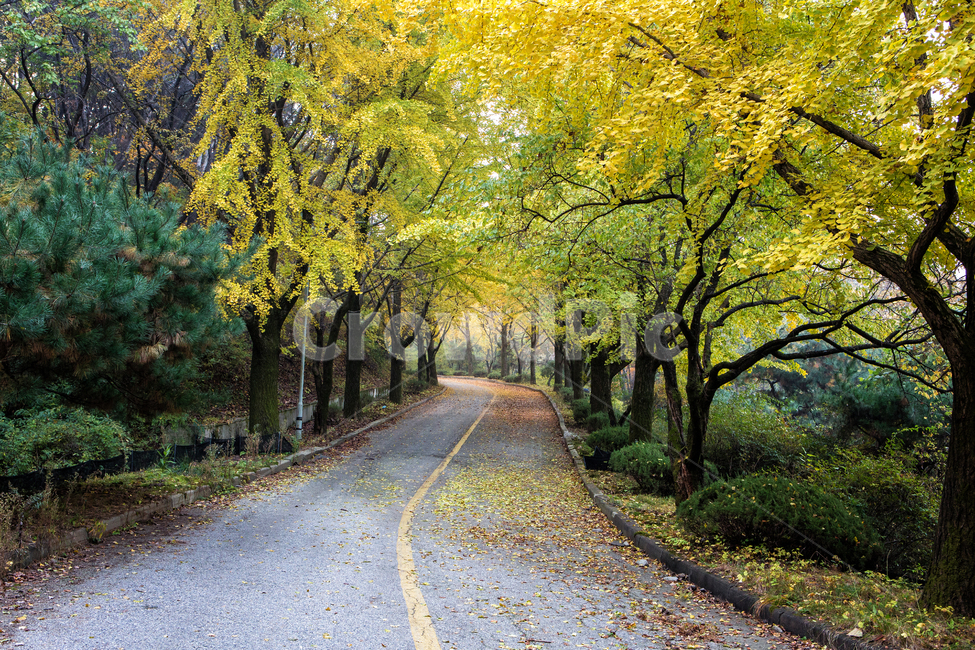 가을길,은행나무길,길,은행나무,낙엽,단풍,나무,tree,잎,leaf,가을,계절,fall,autumn,season,자연,풍경,nature,landscape,식물,plants,나무,trees,wood,plant,tree trunk,나무 줄기