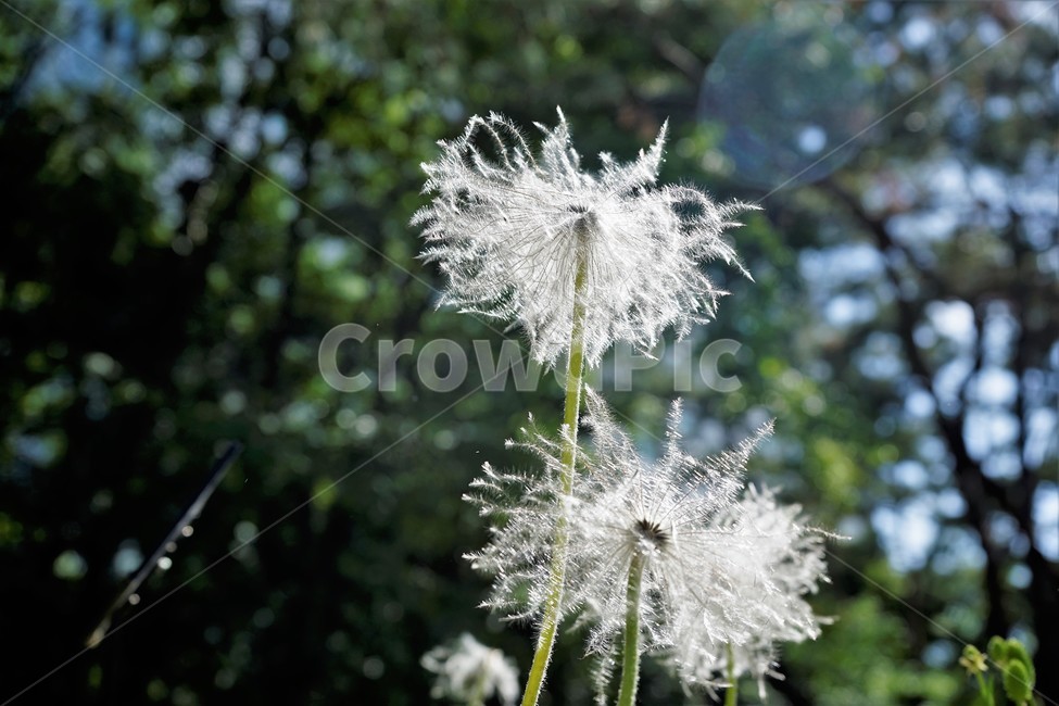 할미꽃,꽃,자연,식물,토종식물,봄,털,plant,암술,수술,Pulsatillakoreana,한국특산,백두옹,독초,강장제,화왕계,여러해살이풀,미나리아재비과,쌍떡잎식물,흰털,할머니머리카락,흰머리,노인,꼬부랑,한방약재,할머니