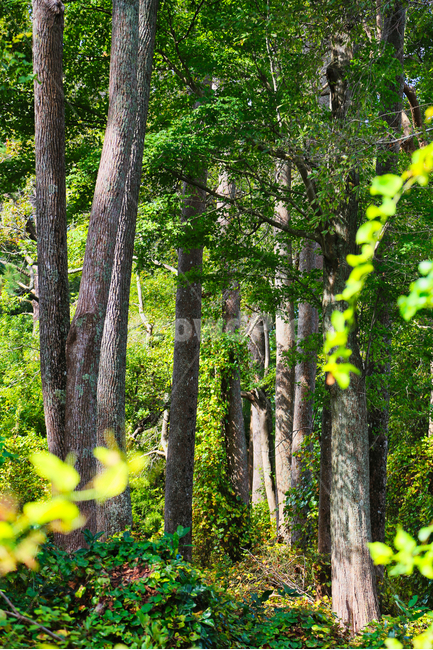나무,숲,피통치드,푸른숲,푸른나무,자연,풍경,nature,landscape,식물,plants,나무,trees,wood,휴식,힐링,rest,relaxation,healing,tree,plant,tree trunk,나무 줄기