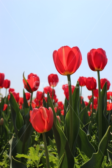 튤립,꽃,정물,화사,접사,봄,계절,spring,season,식물,자연,plants,nature,꽃,flower,plant,blossom