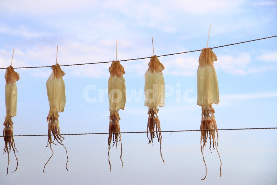 driedsquid,calamari,dried squid,semidriedsquid,squid,Semidried squid