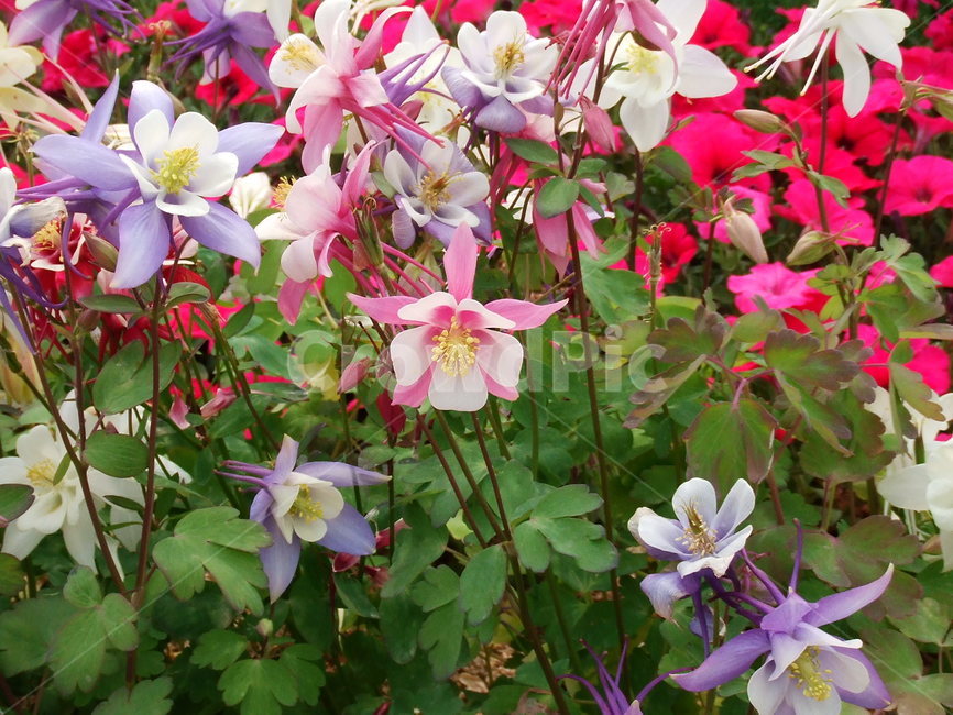 식물,plant,flower,꽃,초여름꽃,여름꽃,매발톱