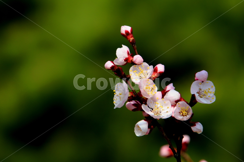plant,식물,꽃,봄,계절