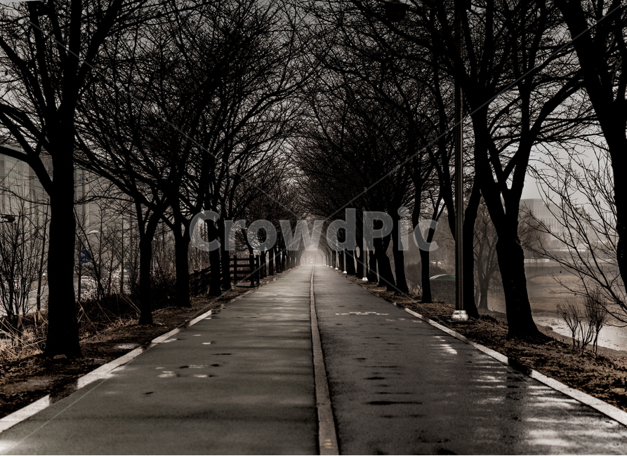 풍경,길,도로,나무,가로수,자연,풍경,nature,landscape,흑백,모노톤,monochrome,black and white,asphalt,아스팔트,plant,식물,tree,road