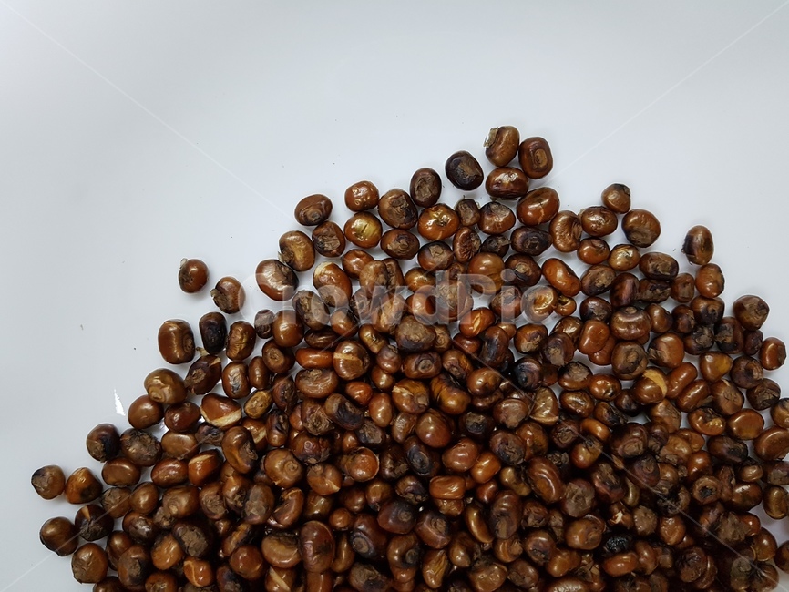 볶은옥수수,corn,콘,식물,야채,곡식,가을,농산물,농부,볶은콩,콩,food,옥수수