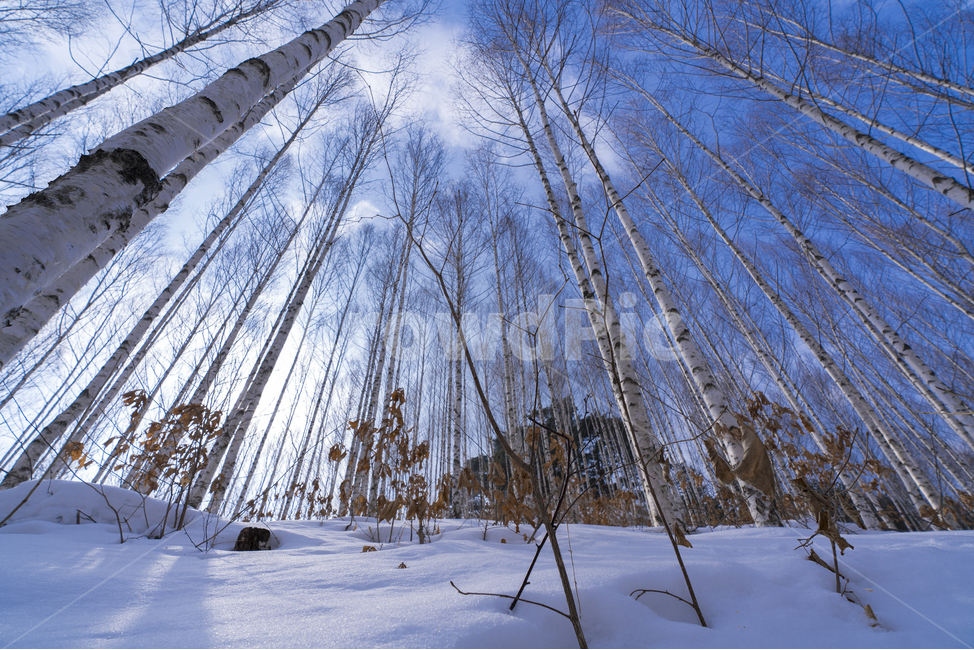 자작나무,강원도,인재,겨울,숲,설경,하늘,자작나무숲,원대리,인재군,겨울,계절,winter,season,자연,풍경,nature,landscape,한국자연풍경,한국자연경관,korea nature landscape,식물,plants,나무,trees,wood,plant