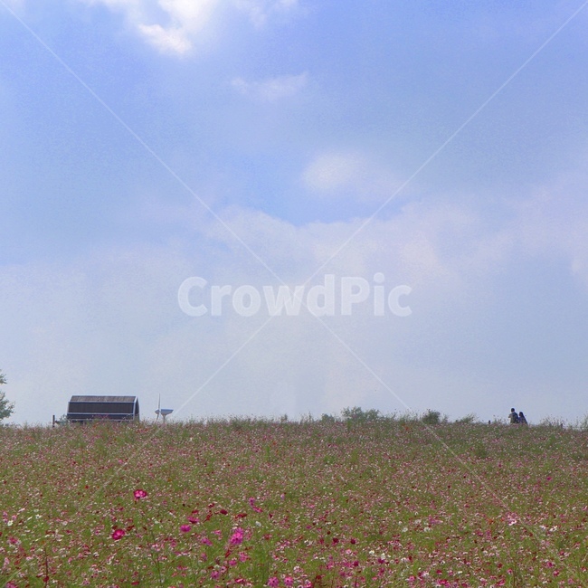 공원,park,언덕,코스모스,nature,자연,꽃동산,감성,하늘,감성사진