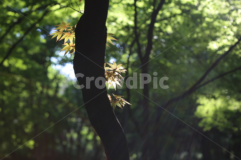 자연,nature,빛,봄,초록,오후,sunshine,green,afternoon,tree,나무,단풍나무,빛내림,식물,자연,plants,nature,나무,trees,wood,휴식,힐링,rest,relaxation,healing