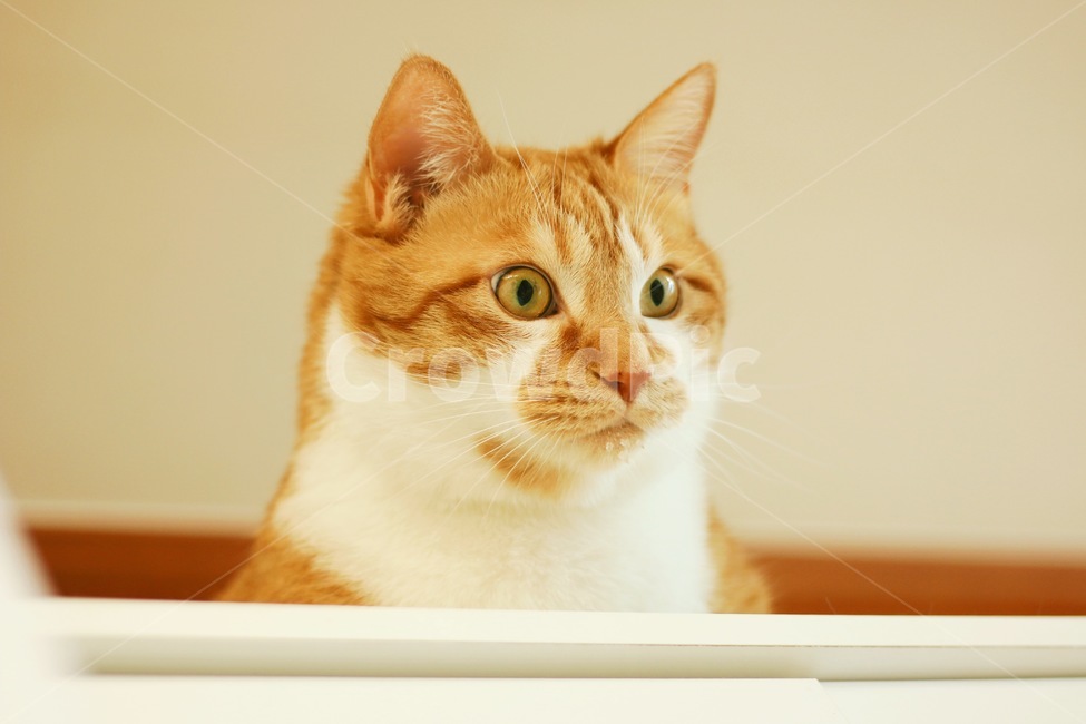 노란,고양이,반측면,따뜻한,집중,동물,animal,포유류,mammal,고양이,cat,kitten,kitty