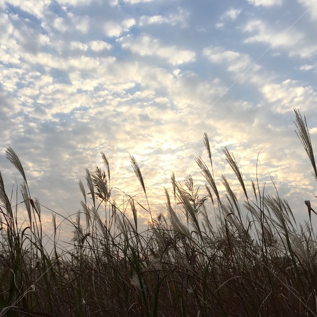 하늘공원,갈대,가을,하늘,노을,가을,계절,fall,autumn,season,자연,풍경,nature,landscape,plant,식물,grass,잔디,lawn