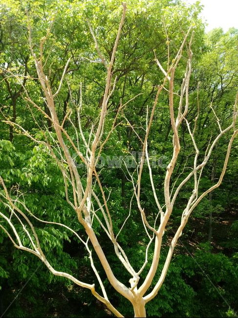 숲,나무,자연,초록,신록,배롱나무,나무,trees,wood