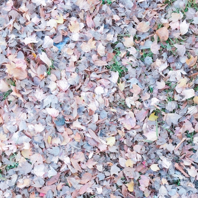 낙엽,나뭇잎,가을,단풍,자연,nature,갈색,fall,autumn,season,계절