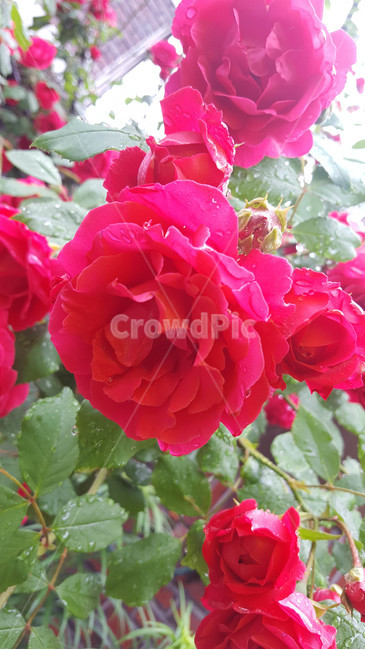 봄,식물,근접,꽃,flower