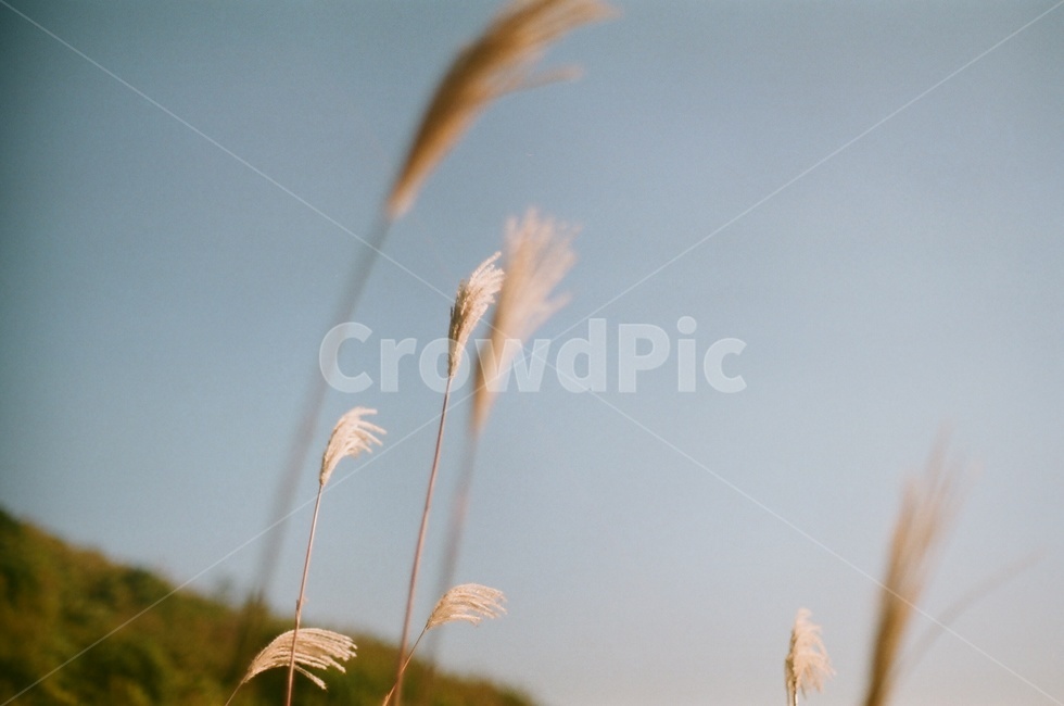 가을,억새,갈대,감성,휴식,자연,풍경,하늘,식물,자연,plants,nature