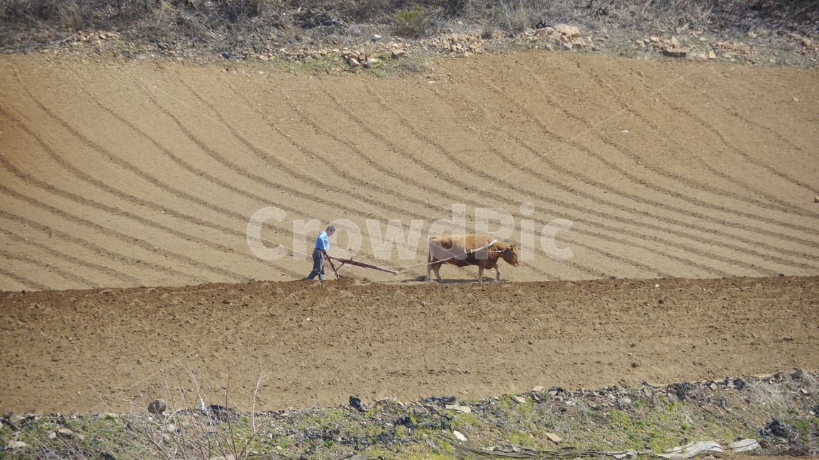 소,농부,밭,흙,농사,산업,industry,industrial,농업,농사,agriculture,farming,farming industry