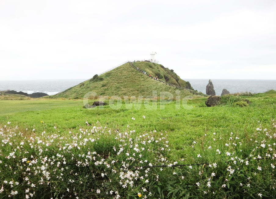 제주,섭지코지,제주도,자연,꽃,산,나무,들,자연,풍경,nature,landscape
