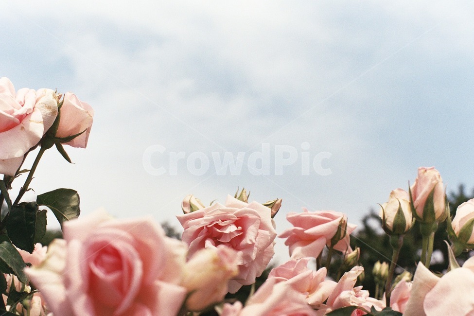 꽃,장미,분홍색,여름,필름,하늘,식물,감성,flower,blossom,rose,pink,summer,film,sky,plant,식물,자연,plants,nature,꽃,flower
