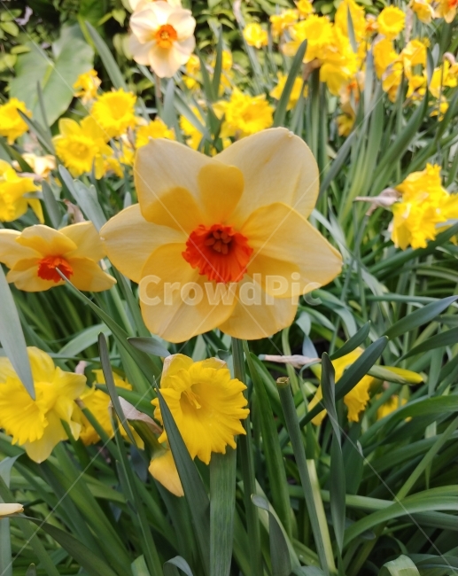 Flower,Korea,아산,식물원,꽃,식물,자연,plants,nature,꽃,flower