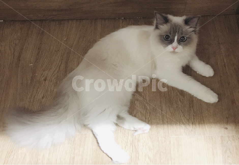 냥이,고양이,동물,귀여운,랙돌
