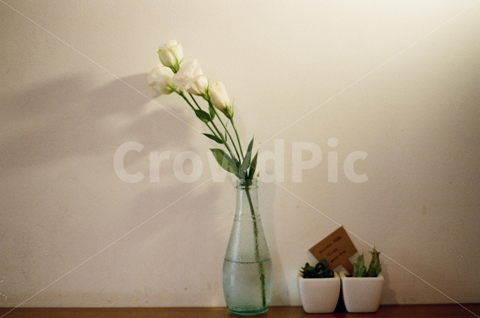 꽃병,화분,편안함,휴식,힐링,장미꽃,장미,그림자,고독,쓸쓸함,감성사진,감성,필름사진,필름,film,rose,flower,꽃,식물,자연,plants,nature,꽃,flower,실내용화초,화분,화초,house plant,인테리어,실내디자인,interior design