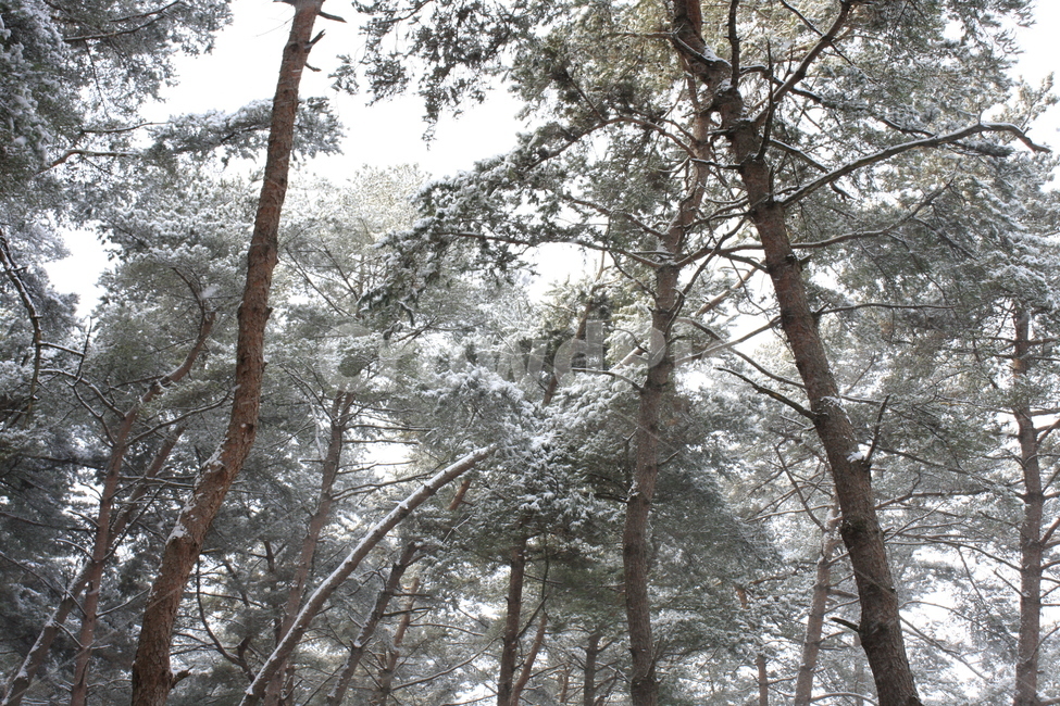 의림지,용두산,소나무,나무,자연,겨울,계절,winter,season,식물,자연,plants,nature,나무,trees,wood