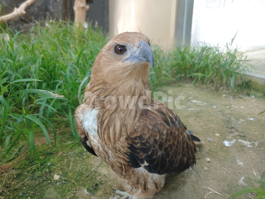 fowl,poultry,동물,animal,새,bird,가금류,buzzard,독수리,hawk,매,동물,animal,조류,새,birds