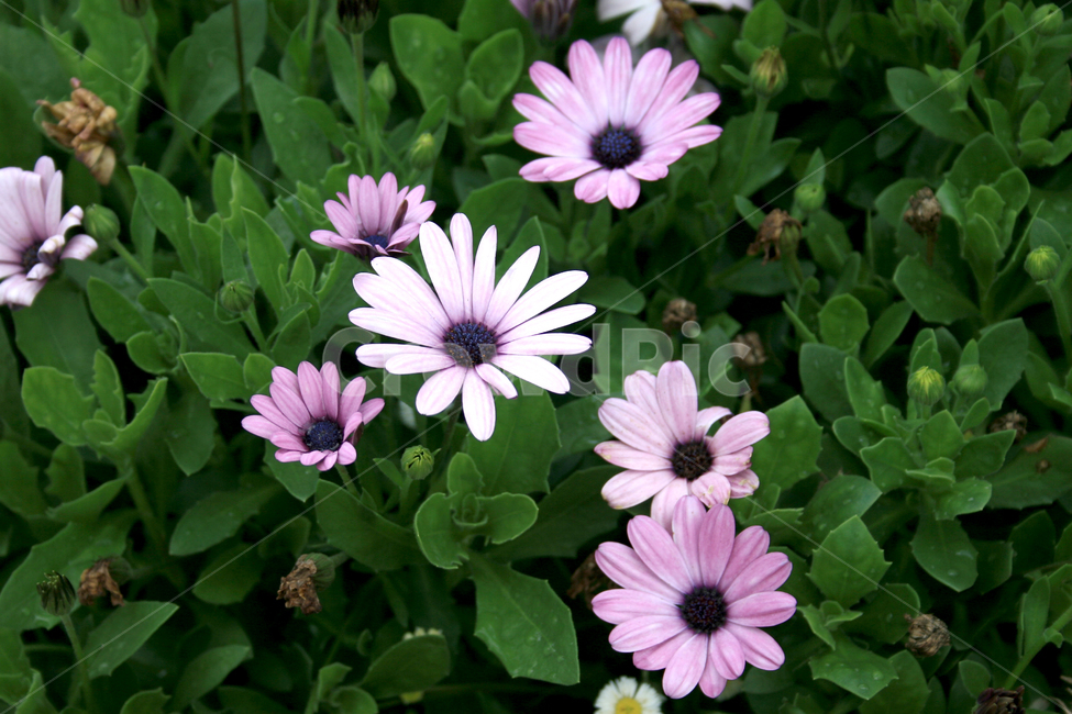 분홍,봄,봄꽃,수국,꽃잎,식물,자연,plants,nature,꽃,flower