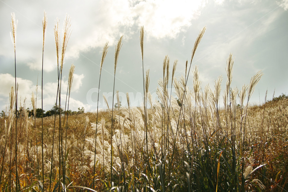 가을,갈대,하늘,grass,잔디,plant,식물,가을,계절,fall,autumn,season
