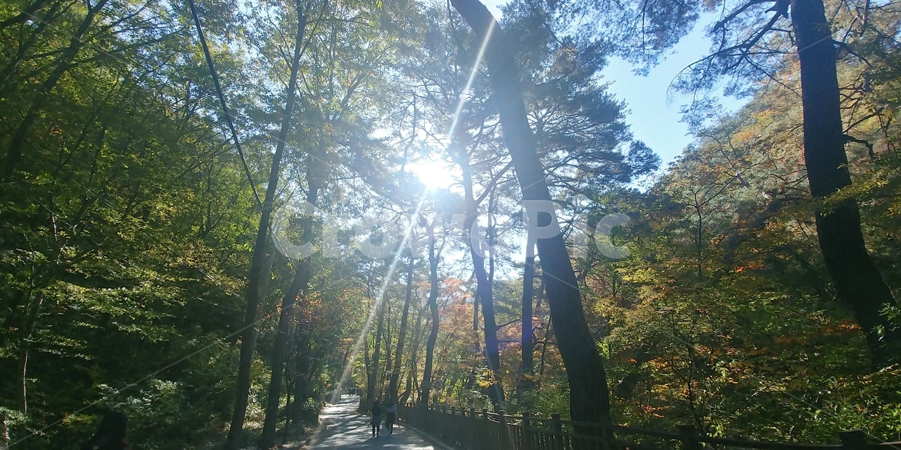 빛,light,sunlight,햇빛,숲속