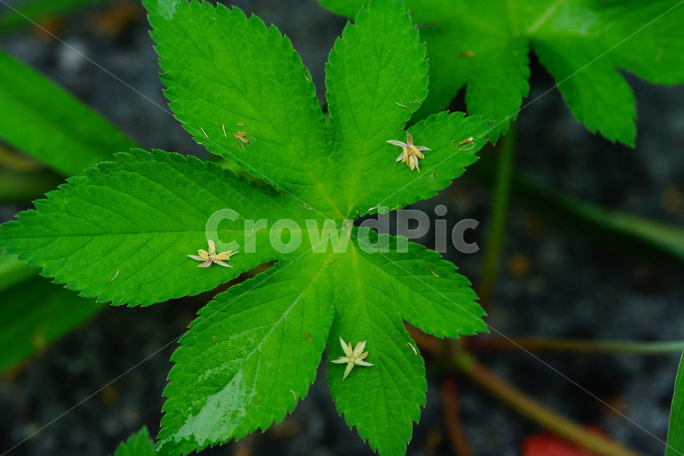 leaf,잎,plant,식물,veins,정맥,식물,자연,plants,nature