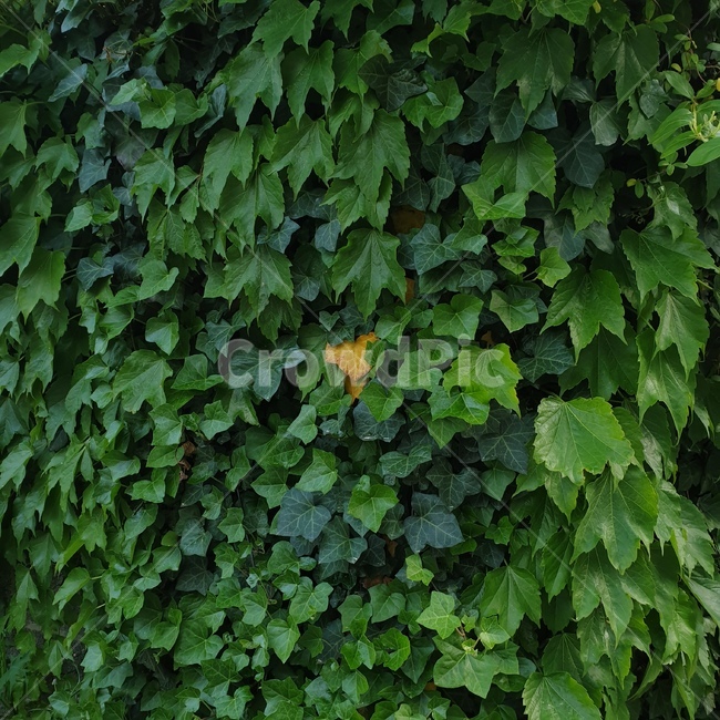 자연,초록색,green,nature,풀