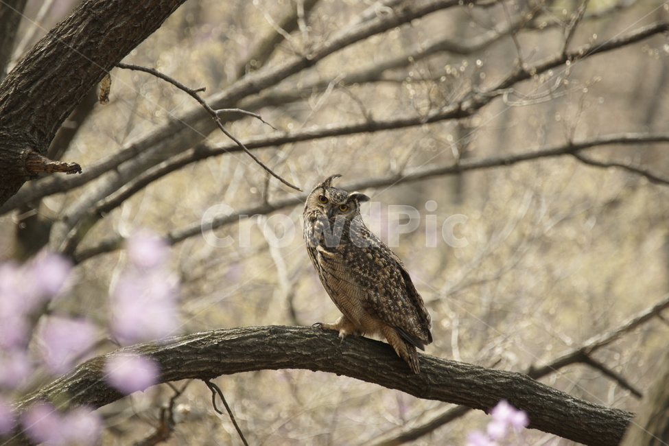 bird,새,animal,동물,수리부엉이,봄,조류,새,birds