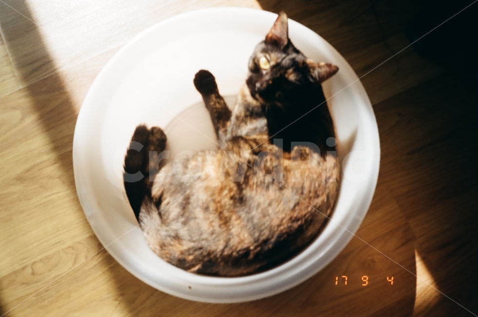필름사진,필름카메라,아날로그사진,고양이,바구니,애완동물,빛,그림자,감성,감성사진,스냅샷,동물,animal,포유류,mammal,고양이,cat,kitten,kitty,감성,sensible,feeling