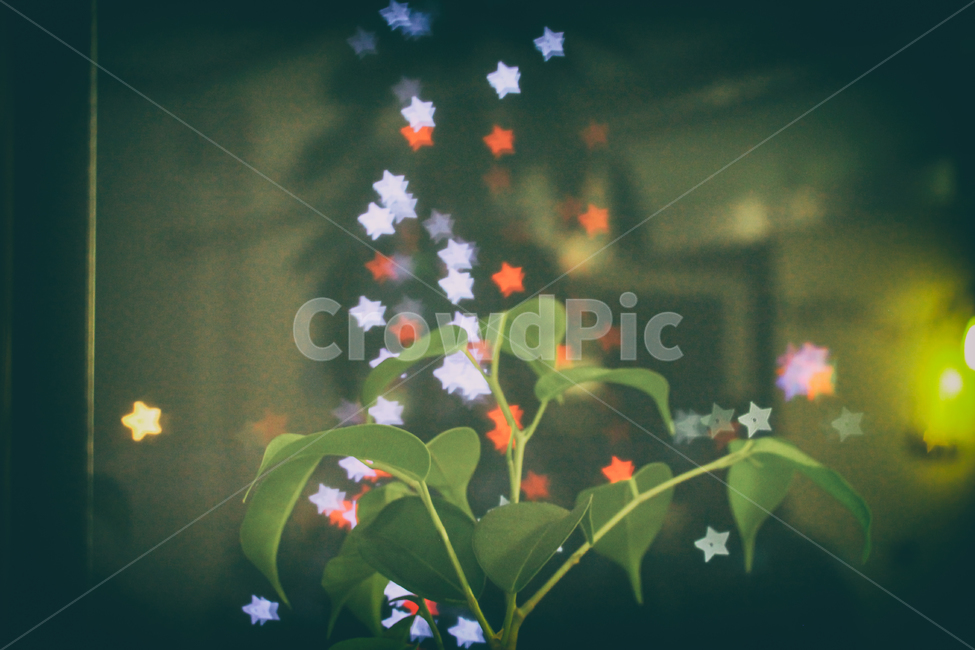빛,빛망울,light,야경,밤,저녁,night,nightphotography,감성,emotion,느낌,feeling,식물,나무,화분,plant,flowerpot,pot,야경,밤,풍경,nightscape,night,landscape,식물,자연,plants,nature,감성,sensible,feeling,leaf,잎,flower,꽃,blossom