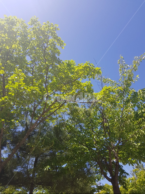 tree,나무,plant,식물,하늘