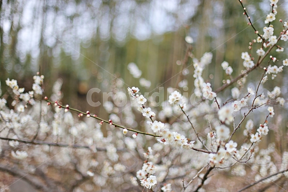 매화,매화꽃,꽃,flower,매화나무,봄,계절,spring,season,식물,자연,plants,nature,꽃,flower,plant,blossom