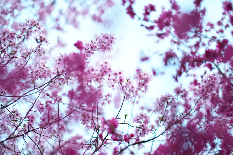 봄,벚꽃,분홍,따뜻한,행복,사랑,감성,봄꽃,봄,계절,spring,season,식물,자연,plants,nature,꽃,flower,plant,blossom