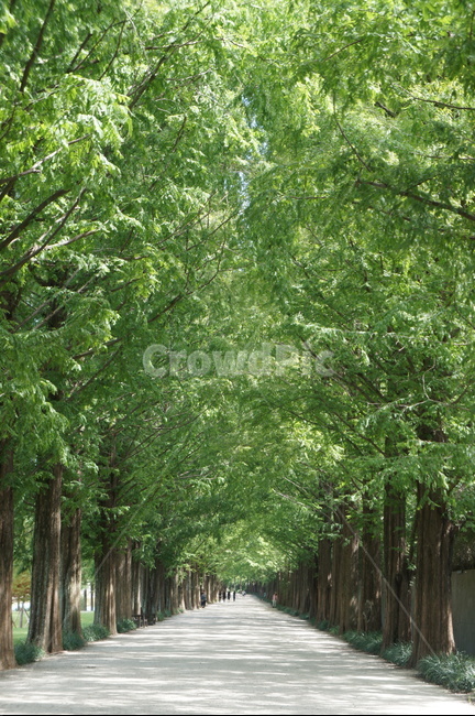 메타세콰이어,나무,길,tree,path,초록색,green,풍경,landscape