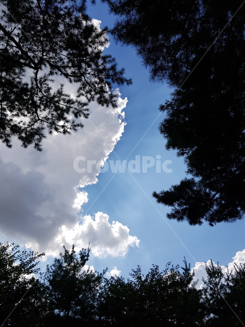 nature,자연,weather,날씨,plant,tree,나무,하늘사이,햇살,자연,풍경,nature,landscape,식물,outdoors,옥외