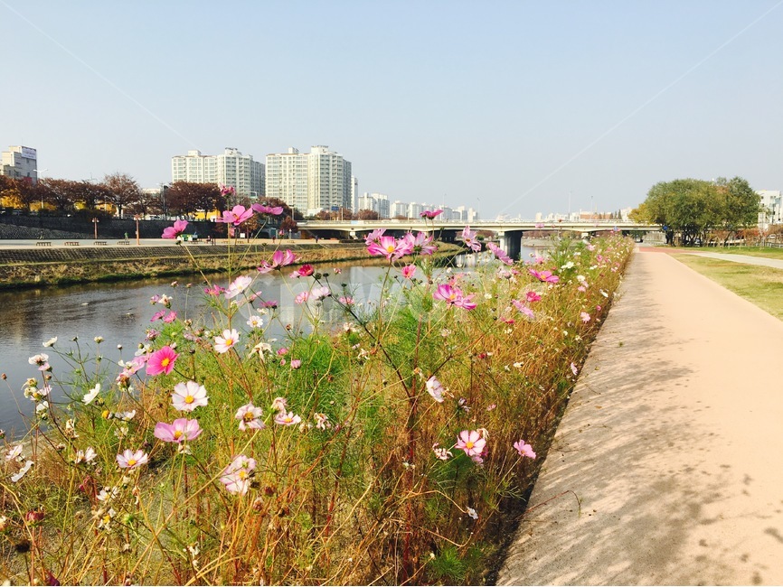 꽃,자연,식물,flower,nature,길,가을,fall,autumn,코스모스,cosmos,강변,산책,풍경,식물,자연,plants,nature,꽃,flower