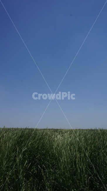 청보리밭,보리밭,목초지,흔들림,가을하늘,plant,식물,grass,잔디,감성사진,자연,풍경,nature,landscape