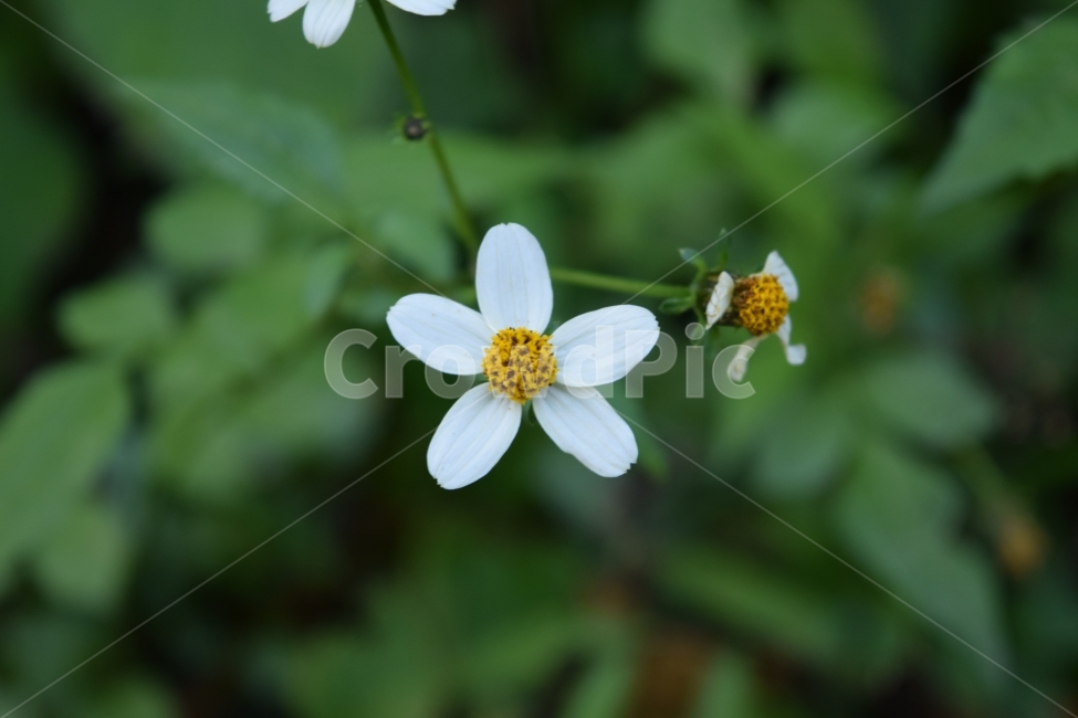 꽃,배경화면,감성사진,별,풀,초록,원예,야생화,식물,자연,plants,nature,꽃,flower