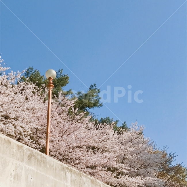 풍경,landscape,벚꽃,가로등,나무,꽃,flower,tree,하늘,sky,자연,풍경,nature,landscape,봄,계절,spring,season,plant,식물,blossom